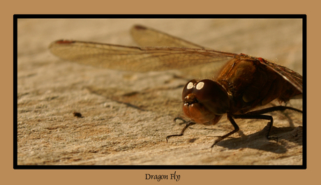 Dragon Fly