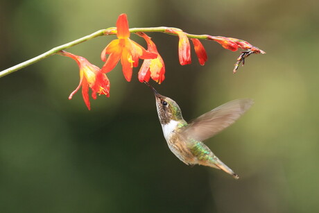 scintillant hummingbird