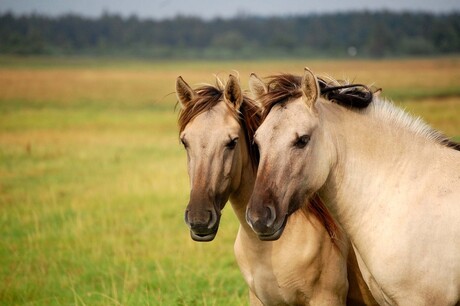 Twee Konik Dames