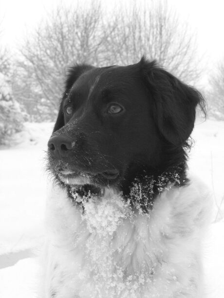 Winter hond