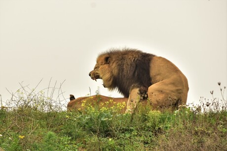 Wildlands Wildlife Emmen