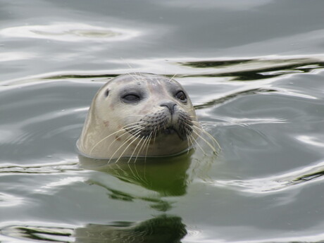 zeehond