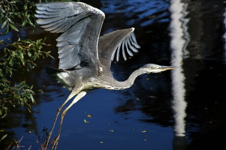 Blauwe reiger (4)-2