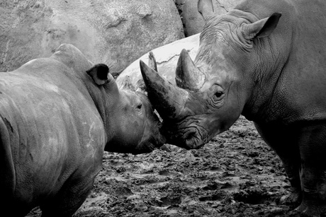 Kisses Rhino
