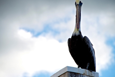 Thinking pelican