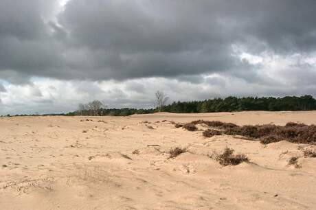 Zandverstuiving op Hoge Veluwe