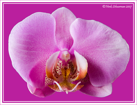 Phalaenopsis JOVA