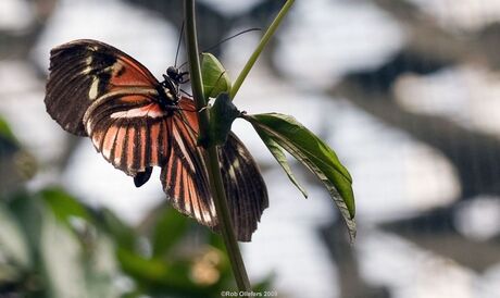 Passiebloemvlinder - Heliconius melpomene