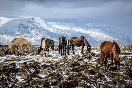 Icelandic horses Skagafjördur