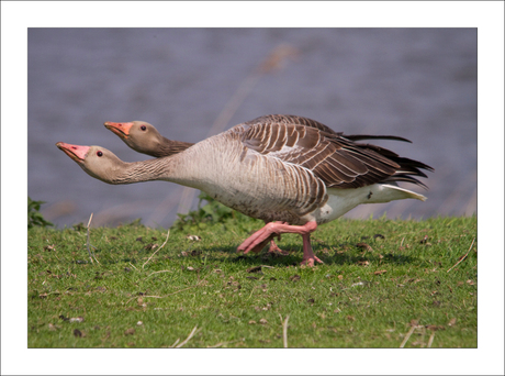 Natuur 03, boze Grauwe Ganzen