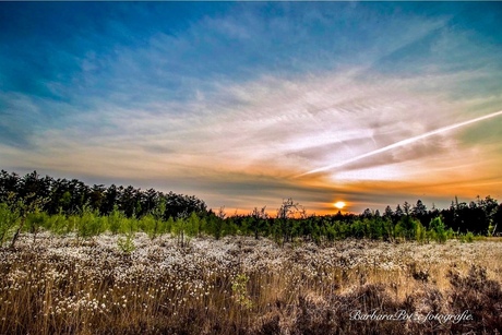 Zonsondergang tussen de bloemen op de heide