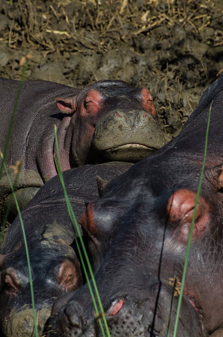 Hippo enjoying the sunshine