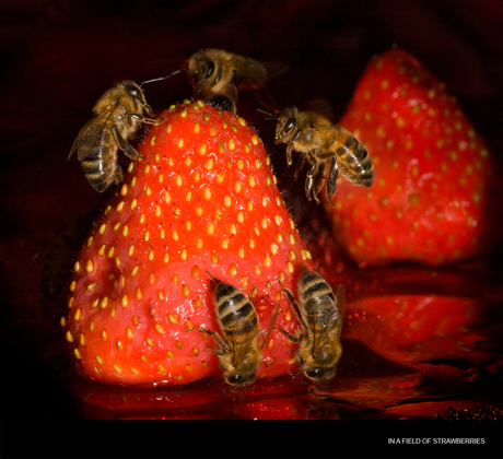 In a field of strawberries