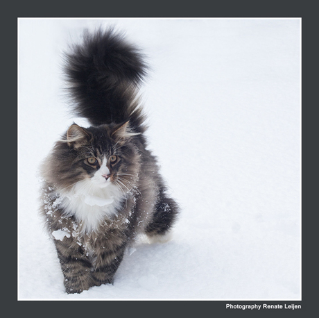 Noorse Boskat in de sneeuw
