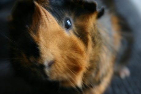 cavia