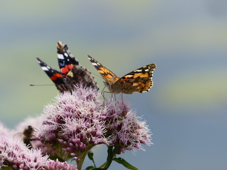 Vlinders in zon