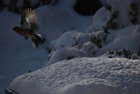 Vogel in de winter