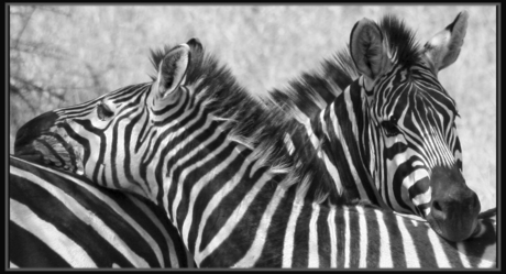 Zebra love