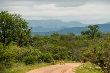 Kruger Park