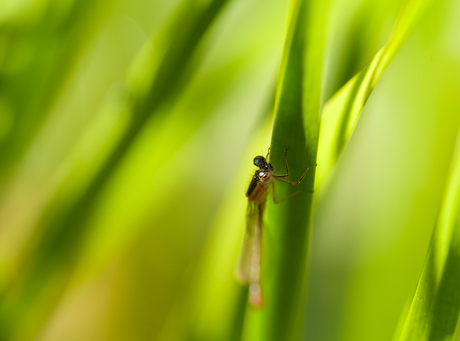 De laatste juffer voor dit jaar