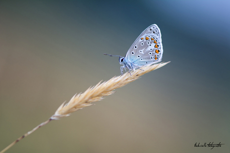 Icarus Blauwtje