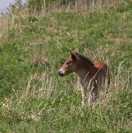 exmoor pony hengstveulen