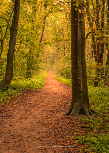 Let's take a walk in the woods