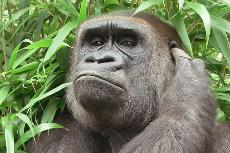 Gorilla