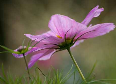 purple flower