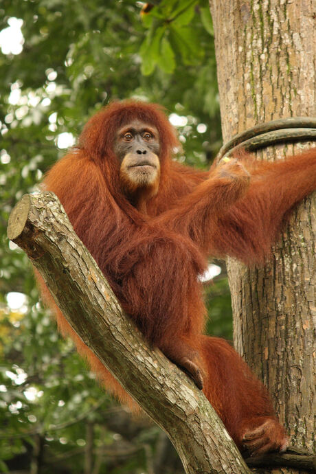 |Singapore Zoo 2009