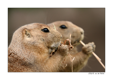 Synchroon eten