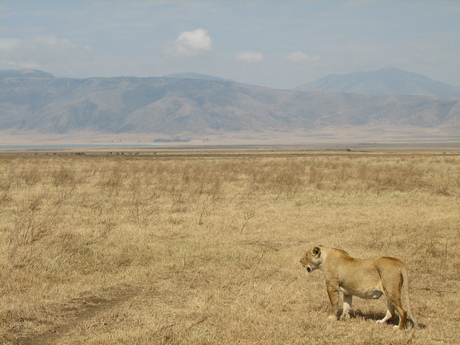 Lioness @ Ngorongoro