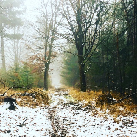 Winter in het bos