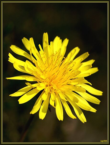 Zonnige paardenbloem