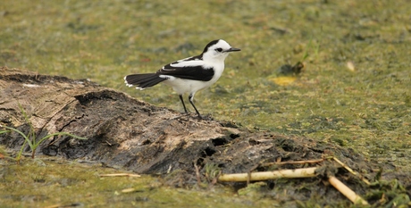 Vogel Frederiksdorp Suriname