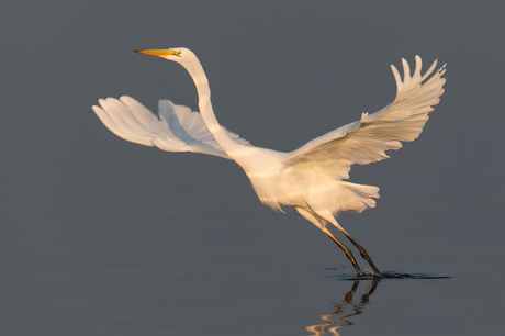 Grote Zilverreiger