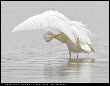 Grote zilverreiger