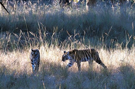 Mijn Tijger Safari reis naar India