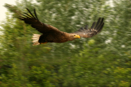 Gigantische roofvogel