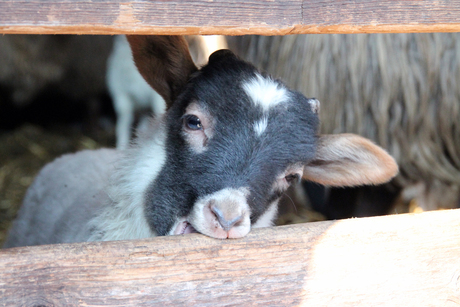 Lammetjes op Dwingelderveld