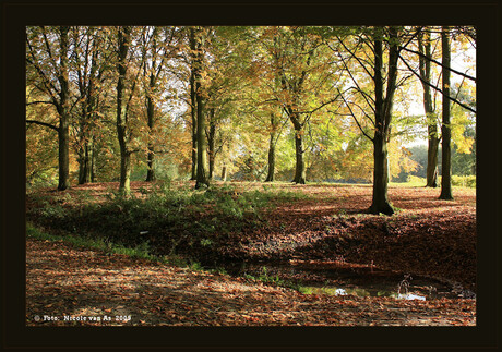 Herfst in het bos I