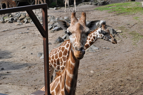 Giraffe met tong in de neus