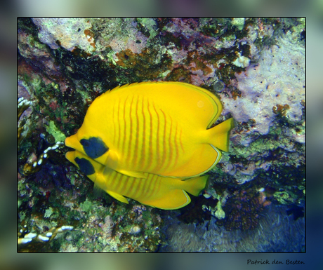 Het leven in de rode zee : Masked butterfly fish