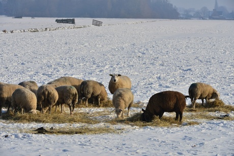 Schapen in de sneeuw