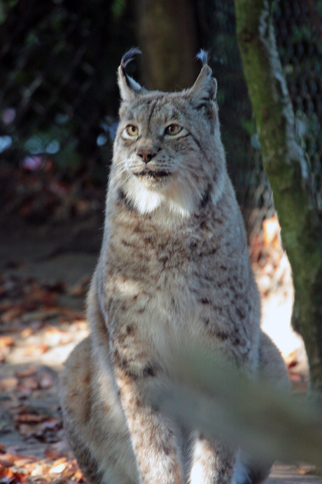 Lynx