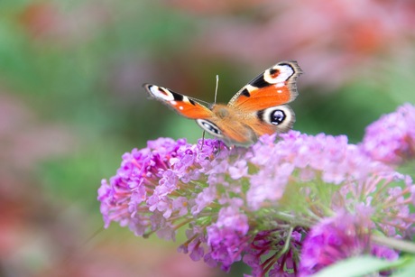 Een vlinder op een vlinderstruik