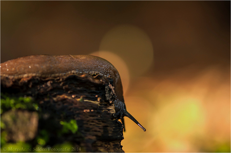 Finding the "Light" - Hallo allemaal,

Zo..lekker vrij dagje vandaag, dus weer tijd om een foto te plaatsen...

Deze foto heb ik ook gemaakt tijdens de paddenstoelen Z - foto door AngelFace op 23-10-2014 - deze foto bevat: groen, macro, natuur, bruin, geel, oranje, herfst, bos, naaktslak, zoomdag, goud, dof, bokeh, © mary-anne salden fotografie 2014