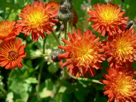 Zomerbloemen