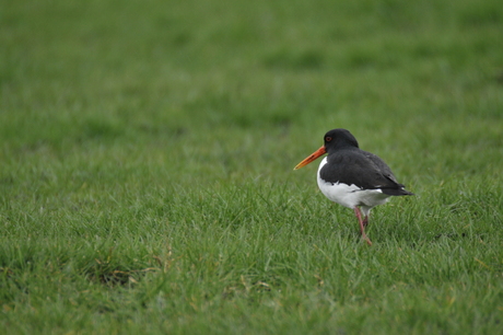 Zwart/wit in het gras