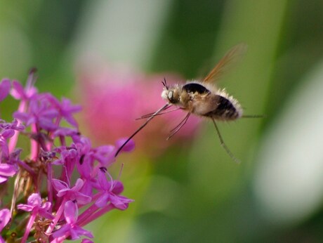 Bombylia Major